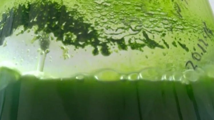UV-blocking Algae could be Nature’s own Sunscreen